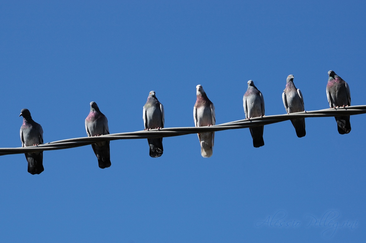 Group of pigeons on a phone cable