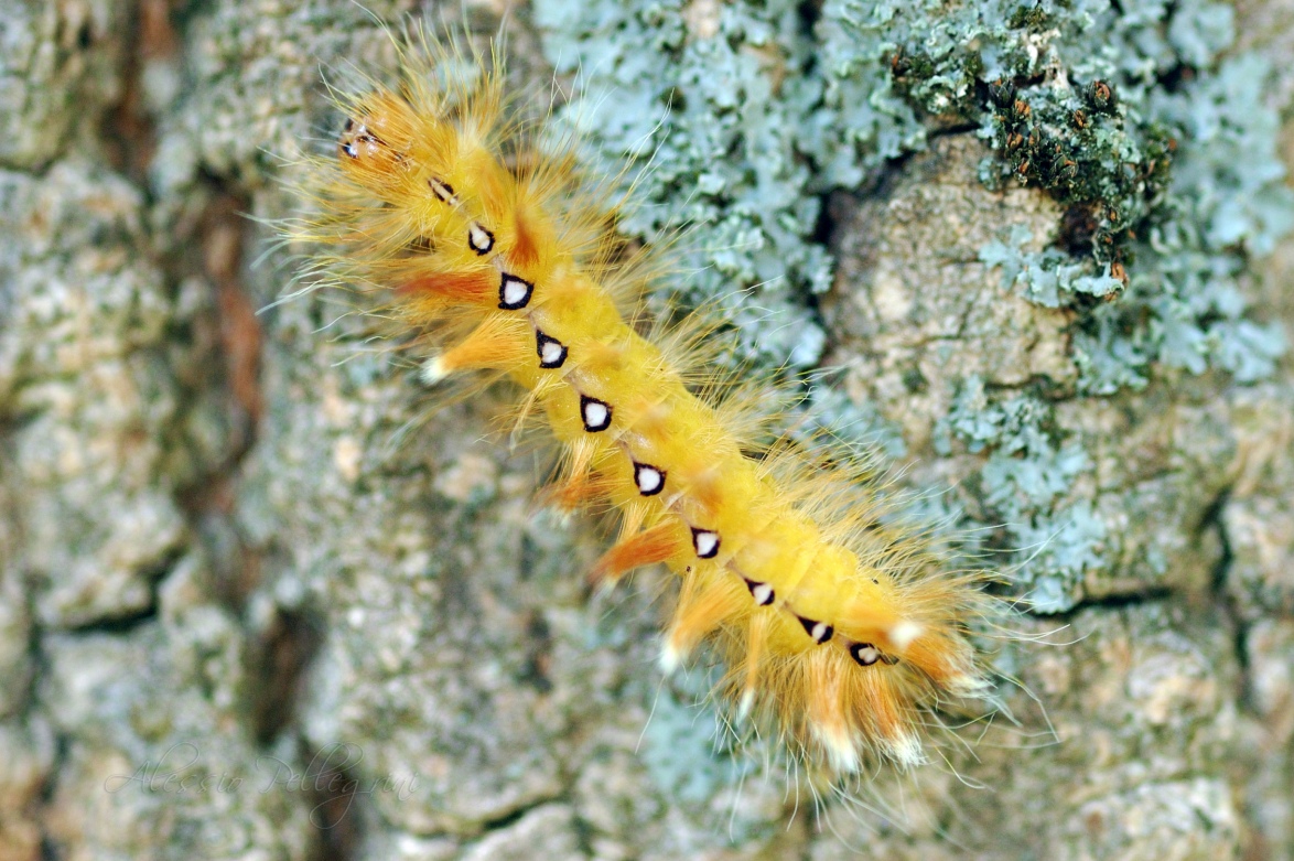 hairy caterpillar acronicta aceris