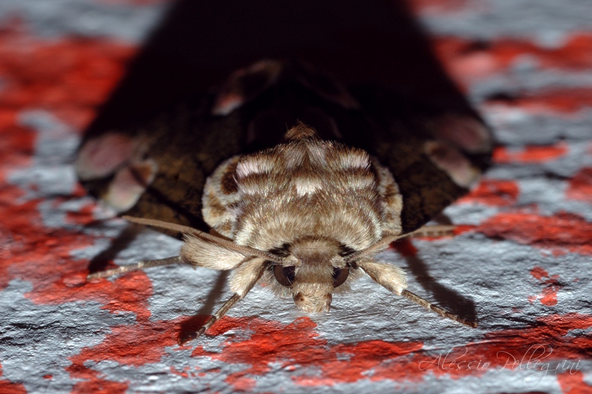 moth butterfly macro