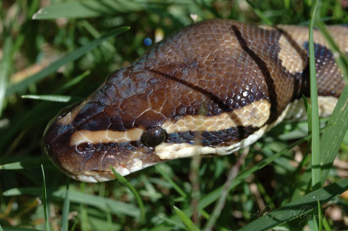 python regius ball python head