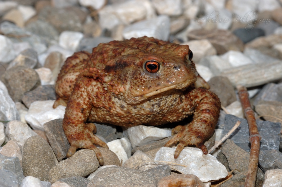 toad found in Tuscany