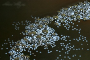 betta splendens bubble nest