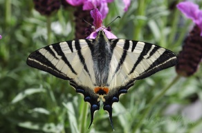 butterfly farfalla close up