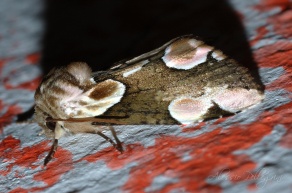 moth macro