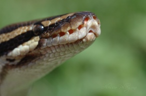 python regius labial pits macro