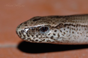 Head of a snake found in Italy