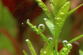 pearling rotala rotundifolia