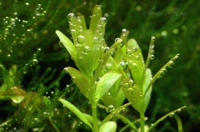 rotala rotundifolia pearling
